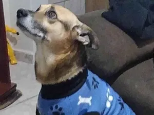 Cachorro raça SRD-ViraLata idade 6 ou mais anos nome Piter