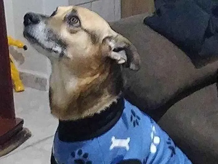 Cachorro ra a SRD-ViraLata idade 6 ou mais anos nome Piter