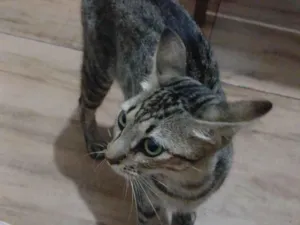 Gato raça SRD-ViraLata idade 2 anos nome Lola e Kiara