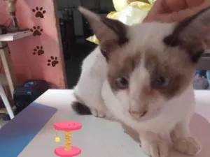Cachorro raça SRD-ViraLata idade 2 a 6 meses nome Fumaça