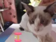Fumaça