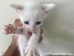 Gato raça SRD-ViraLata idade Abaixo de 2 meses nome Gatinhos