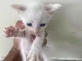 Gatinhos