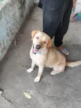 Lola