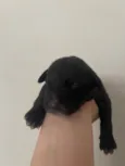 Pretinho