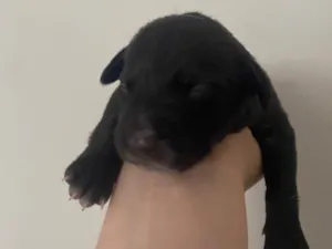 Cachorro raça SRD-ViraLata idade Abaixo de 2 meses nome Pretinho