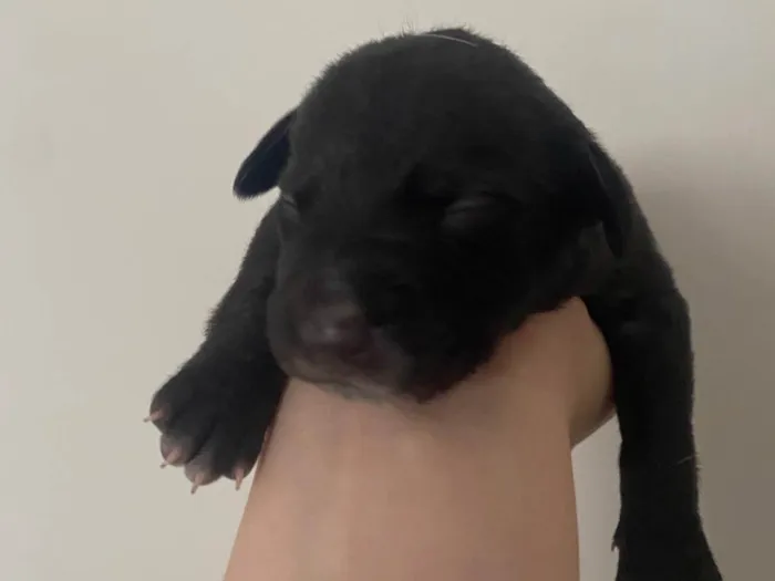 Cachorro ra a SRD-ViraLata idade Abaixo de 2 meses nome Pretinho