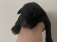 Pretinho