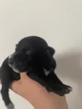 Pretinho 2