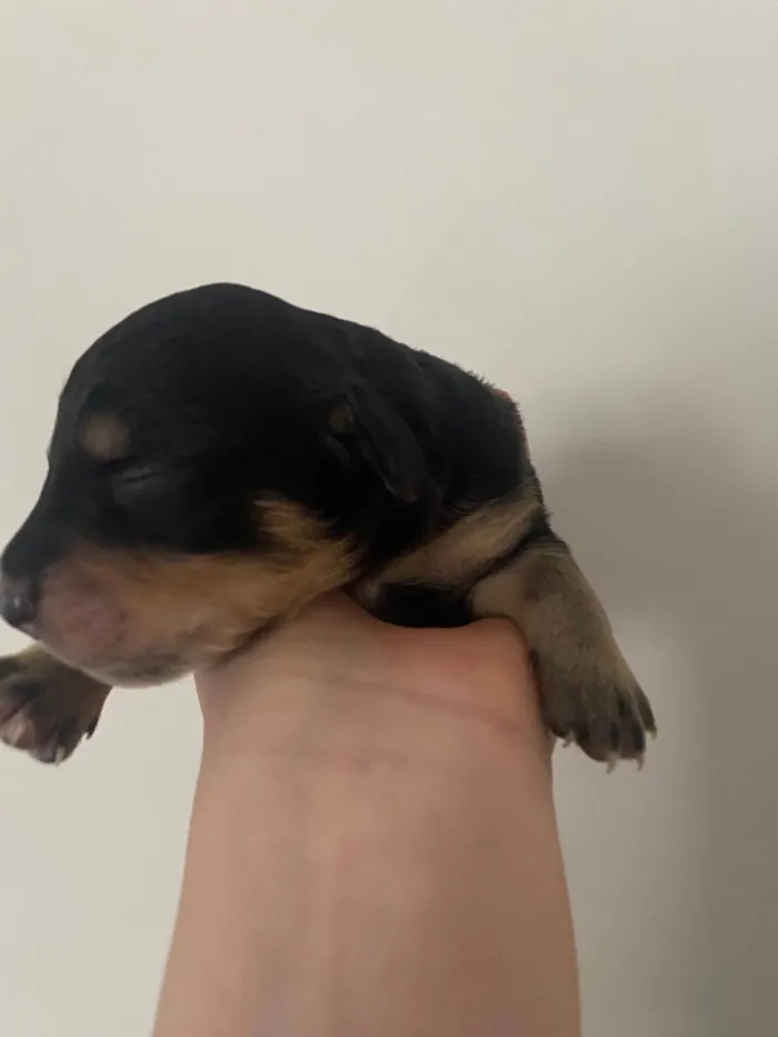 Cachorro ra a SRD-ViraLata idade Abaixo de 2 meses nome Primogênito 