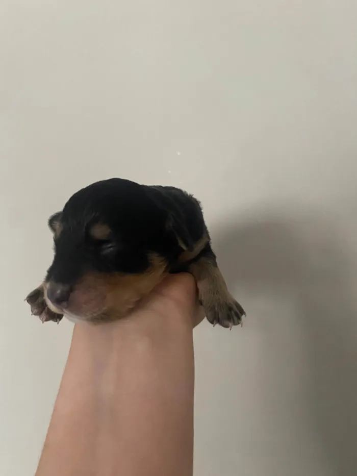 Cachorro ra a SRD-ViraLata idade Abaixo de 2 meses nome Primogênito 