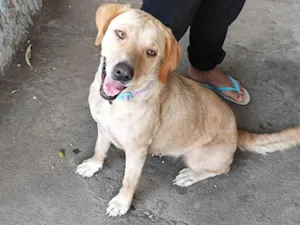Cachorro raça Labrador idade 2 anos nome Lola