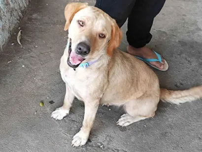 Cachorro raça Labrador idade 2 anos nome Lola