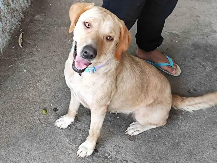 Cachorro ra a Labrador idade 2 anos nome Lola
