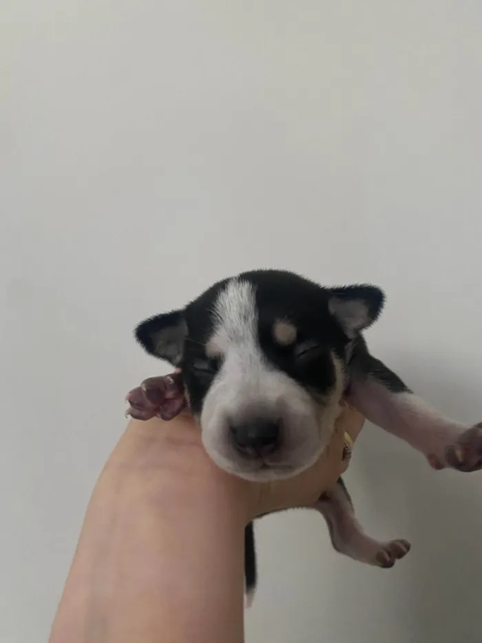 Cachorro ra a SRD-ViraLata idade Abaixo de 2 meses nome Husky