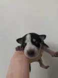 Husky