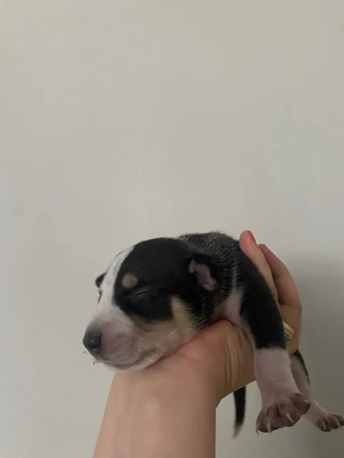 Cachorro ra a SRD-ViraLata idade Abaixo de 2 meses nome Husky