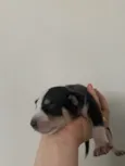 Husky