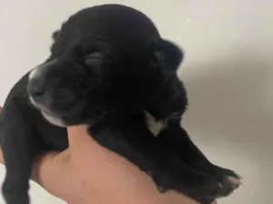 Cachorro raça SRD-ViraLata idade Abaixo de 2 meses nome Pretinho 2 