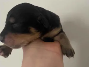 Cachorro raça SRD-ViraLata idade Abaixo de 2 meses nome Primogênito 