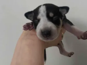 Cachorro raça SRD-ViraLata idade Abaixo de 2 meses nome Husky