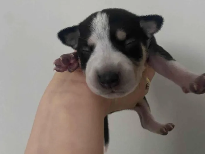Cachorro ra a SRD-ViraLata idade Abaixo de 2 meses nome Husky