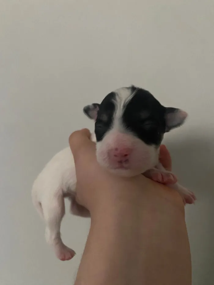 Cachorro ra a SRD-ViraLata idade Abaixo de 2 meses nome Branquinha