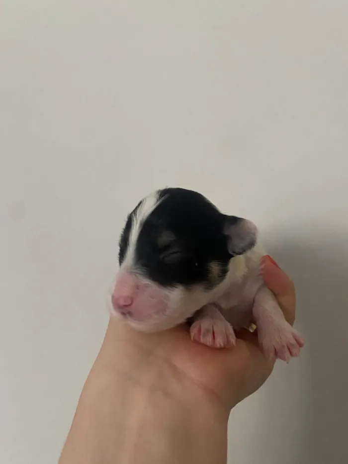 Cachorro ra a SRD-ViraLata idade Abaixo de 2 meses nome Branquinha