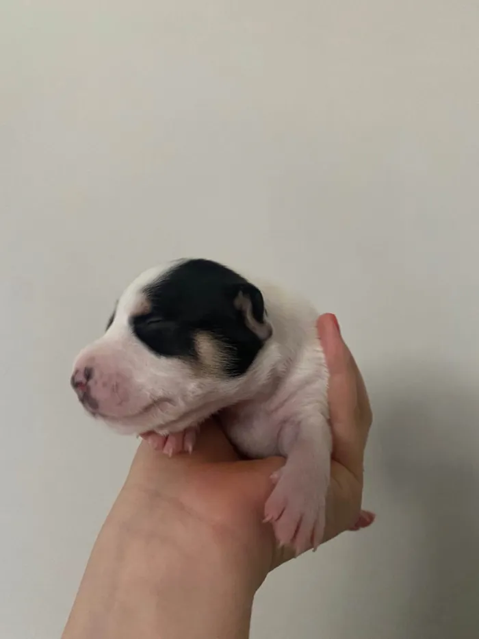 Cachorro ra a SRD-ViraLata idade Abaixo de 2 meses nome Branquinha 2