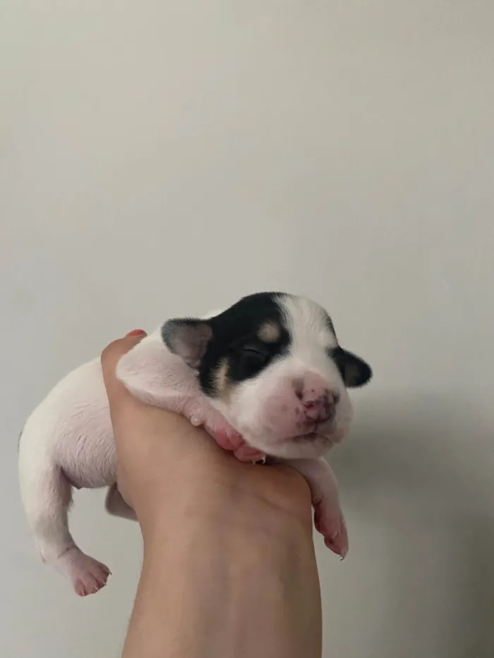 Cachorro ra a SRD-ViraLata idade Abaixo de 2 meses nome Branquinha 2
