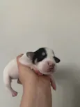 Branquinha 2