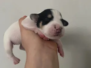 Cachorro raça SRD-ViraLata idade Abaixo de 2 meses nome Branquinha 2