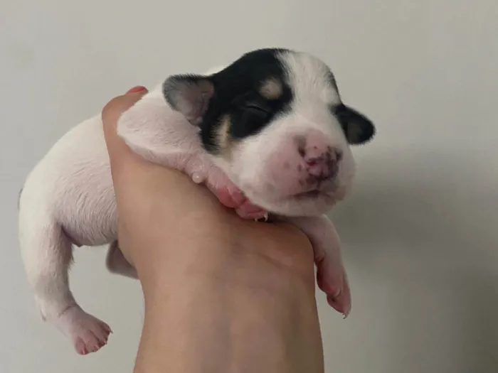 Cachorro ra a SRD-ViraLata idade Abaixo de 2 meses nome Branquinha 2