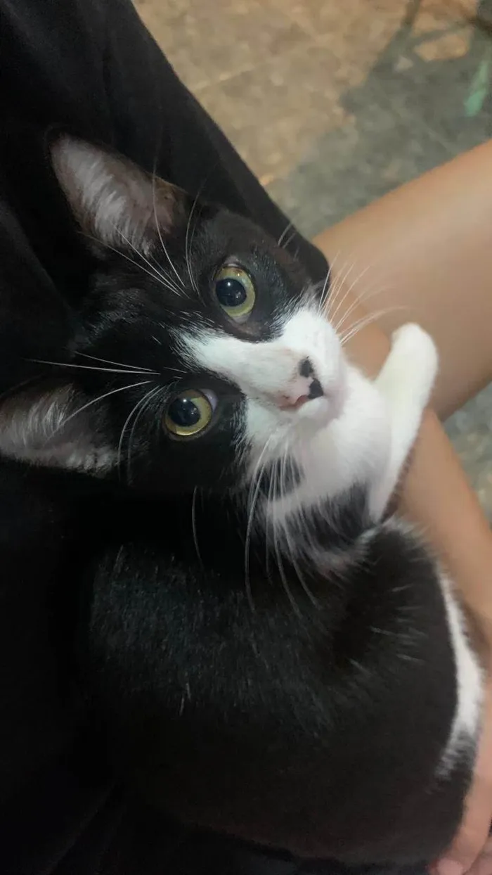 Gato ra a SRD-ViraLata idade 2 a 6 meses nome Tom 