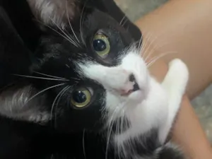 Gato raça SRD-ViraLata idade 2 a 6 meses nome Tom 