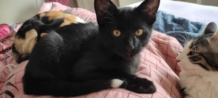 Gato ra a SRD-ViraLata idade 1 ano nome Bartholomew 
