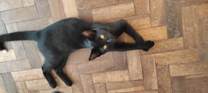 Gato ra a SRD-ViraLata idade 1 ano nome Bartholomew 