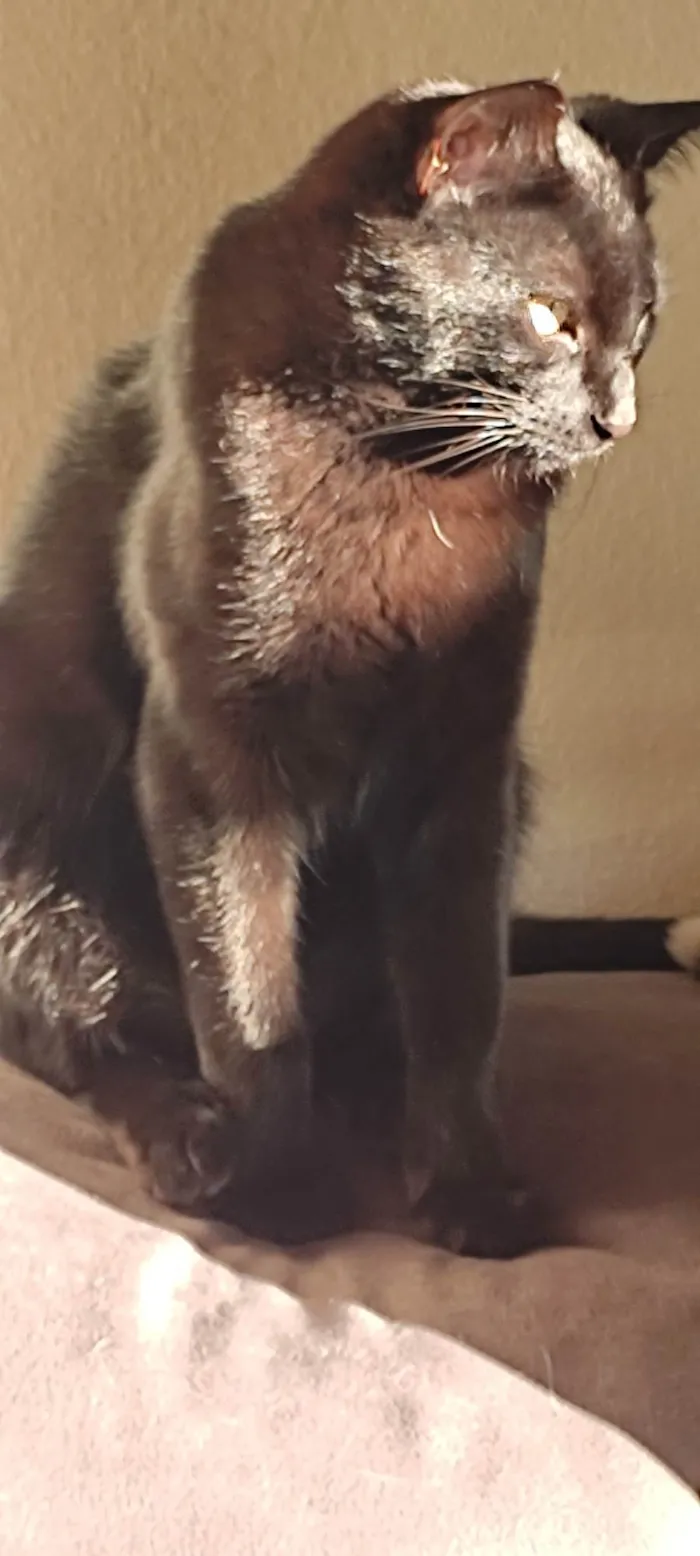 Gato ra a SRD-ViraLata idade 1 ano nome Bartholomew 