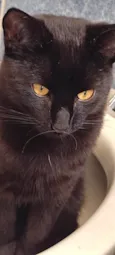Bartholomew