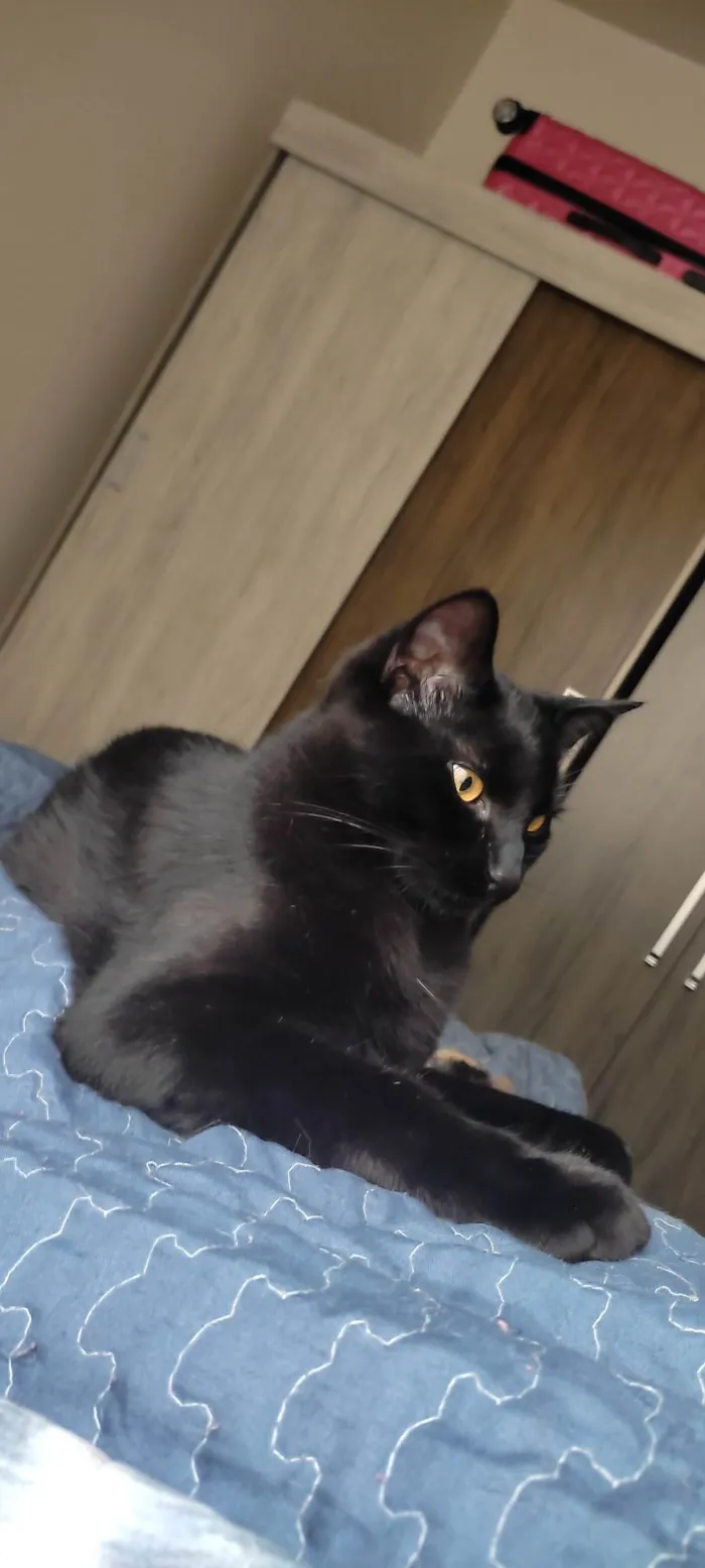 Gato ra a SRD-ViraLata idade 1 ano nome Bartholomew 