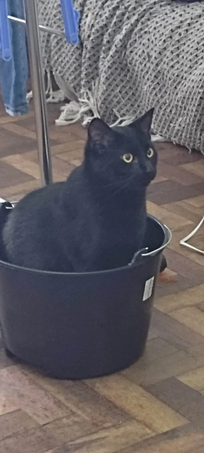 Gato ra a SRD-ViraLata idade 1 ano nome Bartholomew 