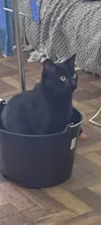 Bartholomew