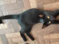 Bartholomew