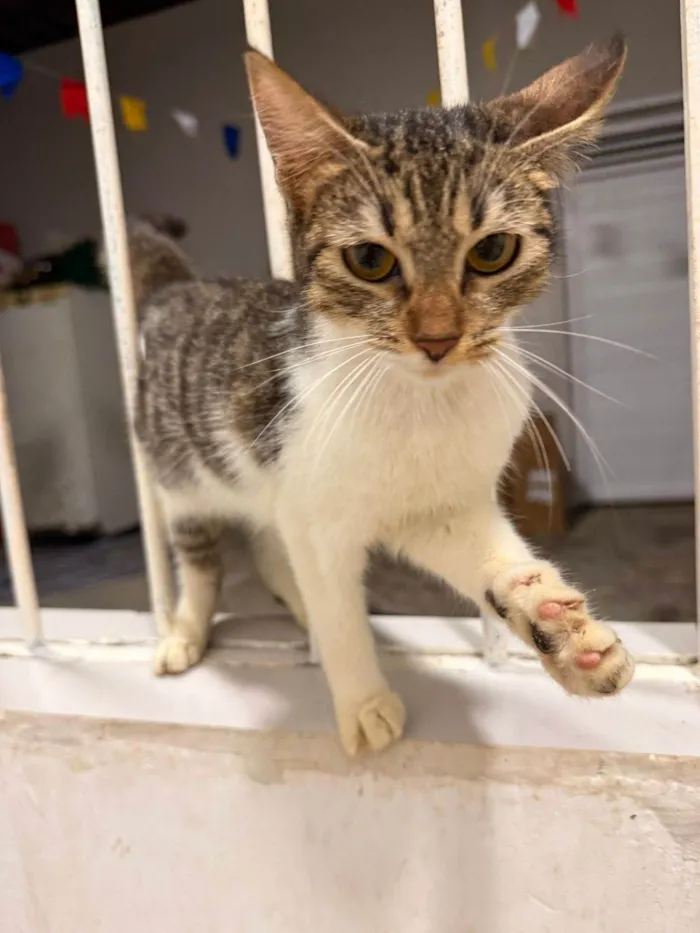 Gato ra a SRD-ViraLata idade 2 a 6 meses nome Adoção Responsável 