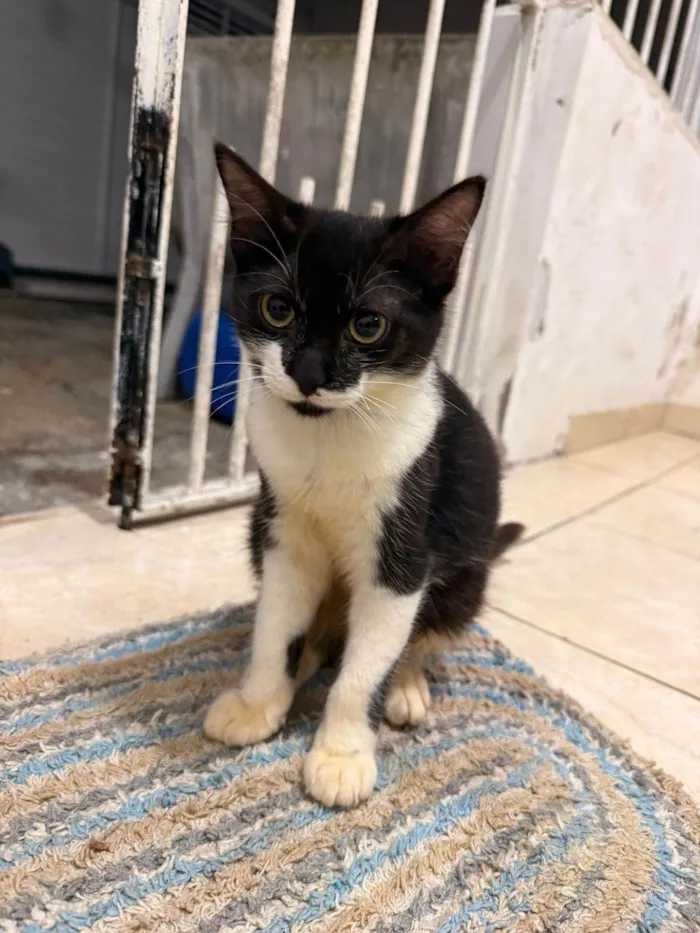 Gato ra a SRD-ViraLata idade 2 a 6 meses nome Adoção Responsável 