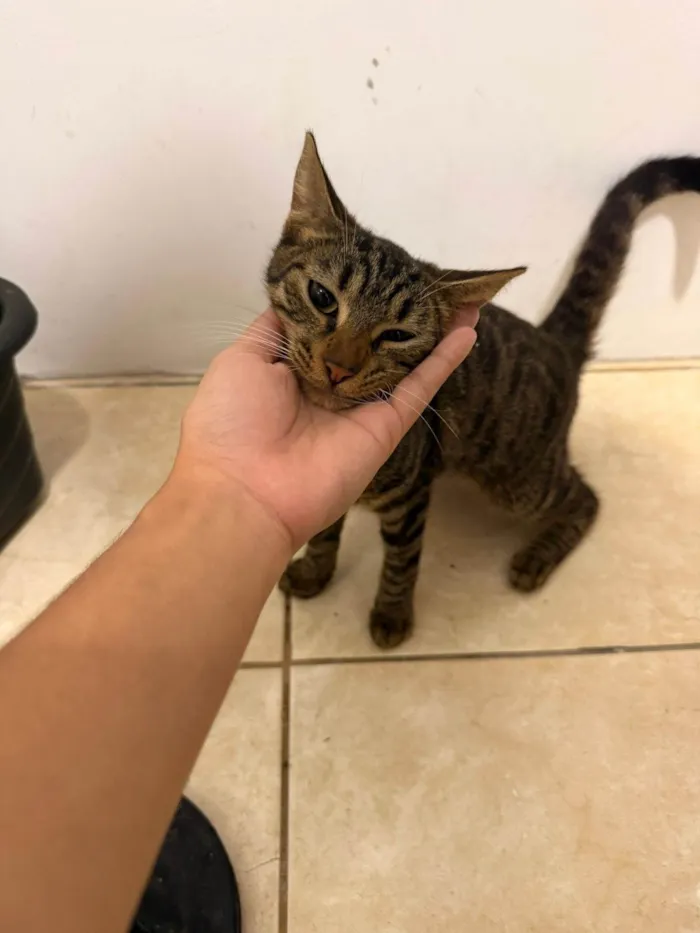 Gato ra a SRD-ViraLata idade 2 a 6 meses nome Adoção Responsável 