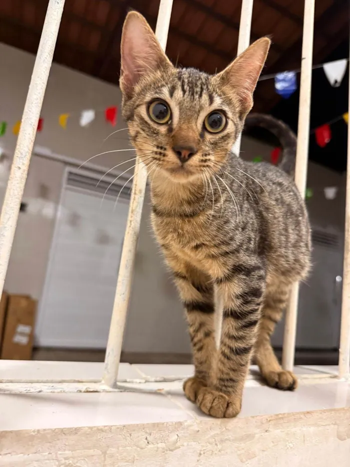 Gato ra a SRD-ViraLata idade 2 a 6 meses nome Adoção Responsável 