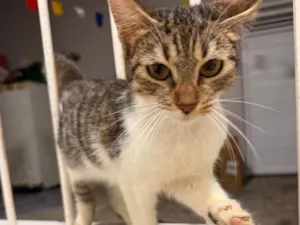 Gato raça SRD-ViraLata idade 2 a 6 meses nome Adoção Responsável 