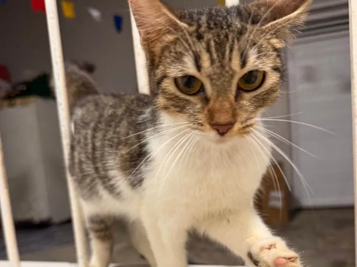 Gato ra a SRD-ViraLata idade 2 a 6 meses nome Adoção Responsável 