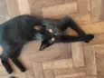 Bartholomew